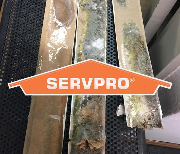 Pieces of baseboards with mold growth